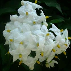 Solano, Falso jazmín con flores blancas